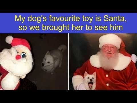 Adorable Animal Memes To Fix Your Rough Week 🐾😂 | Happy And Fun