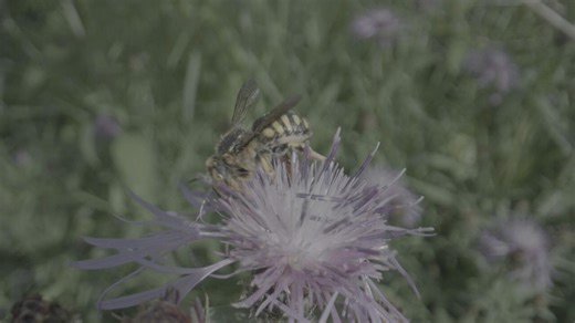 Mosquitoes, wasps, and weather: How a warmer, wetter spring would affect Calgary's bugs