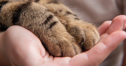 Toothless Tabby Cat' Transforms From 'Gumdrop to Gumbo' With Gigantic 'Galaxy Eyes'