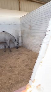 Y del mérito Villa Nueva, Zacatecas el buen amigo Gerardo Sustaita saltará a la pista el día de mañana por primera vez en la catedral de los eventos satevo race track con sus caballones El Bandido, El Traviezo y El Judío que vendrán dispuesto a poner en alto el bonito estado de Zacatecas, para satevo es un honor mirar una cuadra de alto prestigio en nuestro carril, les deseamos mucha suerte aquí siempre tendrán su casa. | Satevo RACE TRACK Oficial