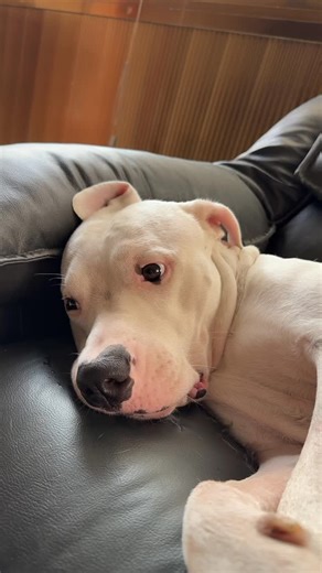 Yo soy Wuaapo😀🖤😌 @canelo_desantos | Andrea Dos Santos De Sa