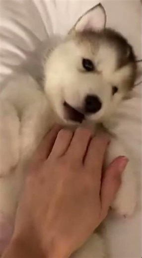 Sweet Alaskan Malamute puppy slowly wakes up from soft touches