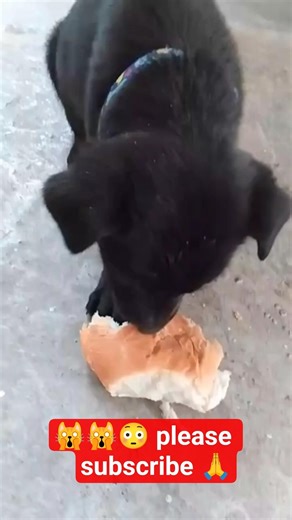 viral black dog on youtube eat bread 😳😳🔥🙀👈 l #shorts #dogreels #yt #shortsfeed #dog