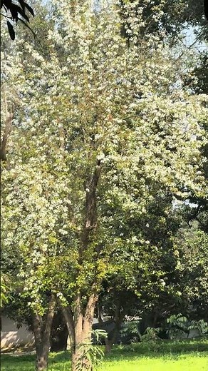 Beautiful white flowering tree springseason #beautiful #white #floweringplant #tree #spring #season