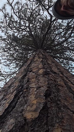 8 Topped Nightmare Tree | August Hunicke Arborists, Inc.