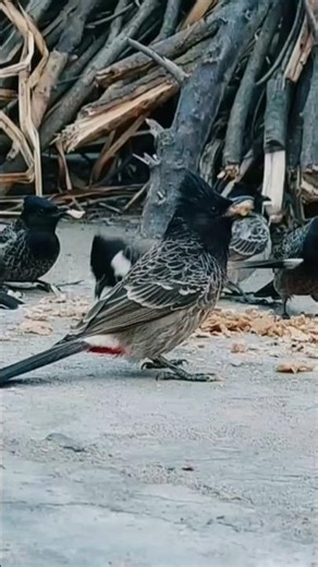 Red & Yellow Vented Bulbuls Feeding Together | Rural Village Bird Activity