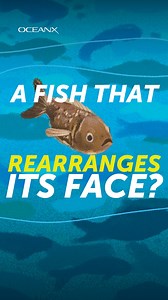 30K views · 303 reactions | The Pacific halibut—one of the largest...