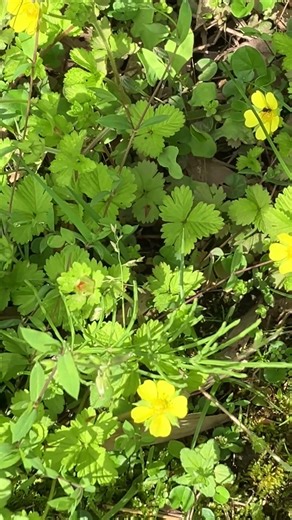 #ヘビイチゴの花