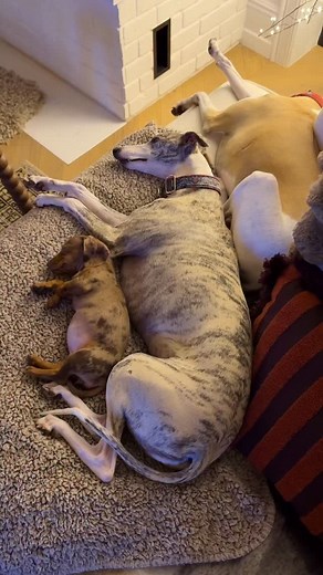 W skali 1-10 słodkość ???🤭♥️ #mydog #jamnik #jamnike #chart #mydog🐶 #love #lovely #cozy #cozyhomedecor #mojdommojemiejsce #christmas #christmasiscoming | Mój dom Moje miejsce