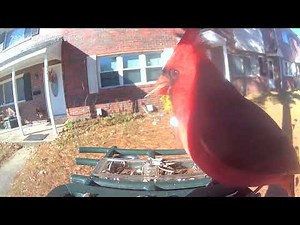 Front main feeder, our friend the male #NortherCardinal, is back. Let’s call him chippy.