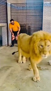 Lion Ha Cat Nhi 💯|Mian Saqib|🎉😱💯#ytshorts #animals#petlover