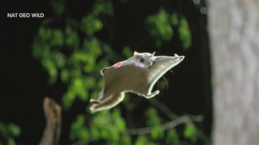 Flying squirrels in NYC