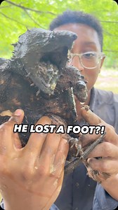 I’m going to call this tough juvenile Alligator Snapping Turtle (Macrochelys apalachicolae) “Lil G”, because of how tough it is! This little fella is actually one of @gregsturtlehaven ‘s recaptures from his research trapping on AST’s! This little one likely lost its foot due to a larger turtle being in the area and had other scars that point to the same. Despite the injury it has healed well, and this turtle grew since Greg last found it! It always amazes me how tough wildlife can be and resilie