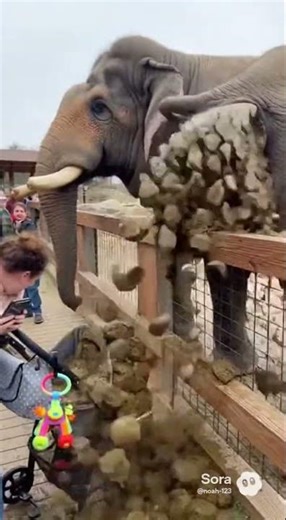 Elephant pooping crazy