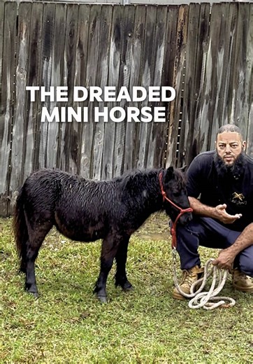 Handling Aggressive Mini Horses Safely