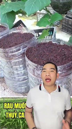 Trồng thủy canh rau muống đơn giản ai cũng làm được.
