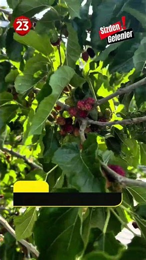 Mulberry Harvest Begins in Elazığ