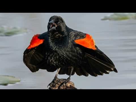 Red-winged blackbird song / call / sounds
