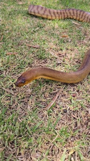 Awesome Aussie Python! #wildlife #viral #education #youtubeshorts