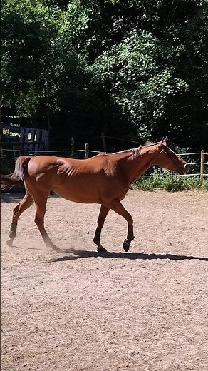 The Real Sound of a Horse 🐴✨ Have You Heard This Before?