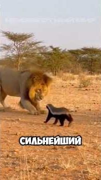Его Боятся Даже Львы! Самое Дерзкое Животное Планеты🦡