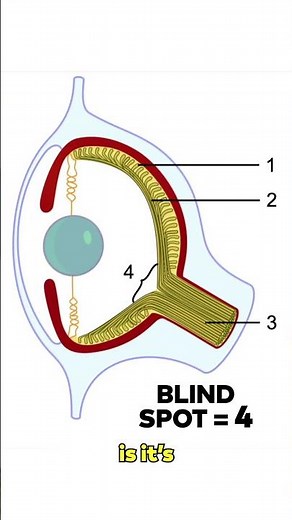 The Missing Spot from Your Vision 👁️
