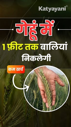 Katyayani Organics on Instagram: "🌾 गेहूँ में डालो ये ₹250 की चीज – पैदावार होगी डबल! | Gehu ki paidawar kaise badhaye 2025 क्योंकि ज़्यादातर किसान खाद डाल देते हैं, लेकिन झंडा पत्ता (Flag Leaf) को बचाना भूल जाते हैं — और यहीं से उपज गिरनी शुरू हो जाती है। 📌 इस वीडियो में आप सीखेंगे: • gehu ki paidawar kaise badhaye • gehu ka utpadan kaise badhaye • gehu me baliyo ka size kaise badhaye • gehu me konsa spray kare • gehu me konsa NPK ka spray kare • gehu me rust (रतुआ) se bachav • wheat crop dis