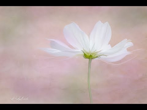 Basic Flower & Macro Photography with Rosie Lalonde