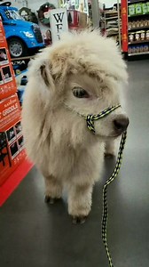 Highland Cattle 🤯 #shorts #facts #viralreelsfb #Amazing #highlandcow #cows | Facts Hub