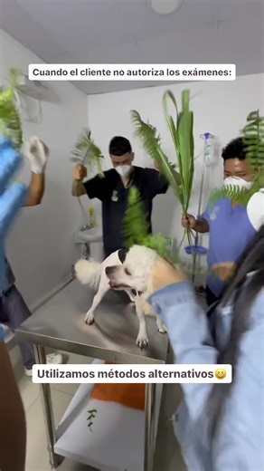Un poco de humor para este domingo😆 Las pruebas de laboratorio son una forma esencial para que recopilemos información más detallada sobre la salud de su mascota⚠️🧪 #tiktokdogs #veterinaria #pty