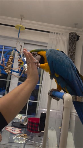 parrot doing tricks #parrot #macaw #viral #trending #shorts #youtubeshorts #birds #funny #tricks #ai