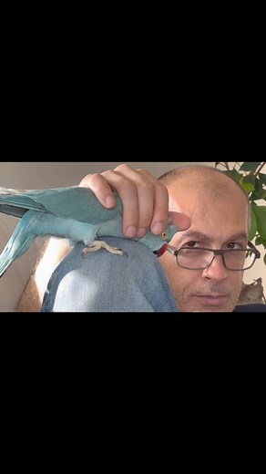 20K views · 317 reactions | #dominiqueparrot #irn #alexandrine #alexandrineparrot #indianringneck #papagali #parrotsofinstagram #instaparrots | Гордана Јанкулоска / Gordana Jankuloska | Facebook