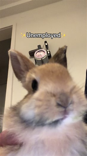Buni Buni Buni Buni #rabbit #petsoftiktok #bunny #kaninchen #viral