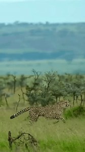 Cheetah Chasing Deer High-speed Hunt Stock Footage Video (100% Royalty-free) 3877975961 | Shutterstock