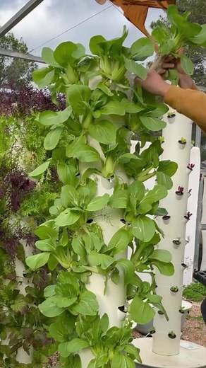 Tower Garden Aeroponic Bok Choy Farming in Ibiza, Spain