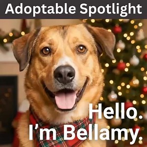 6.3K views · 98 reactions | Meet Bellamy: Perfect Housemate,...