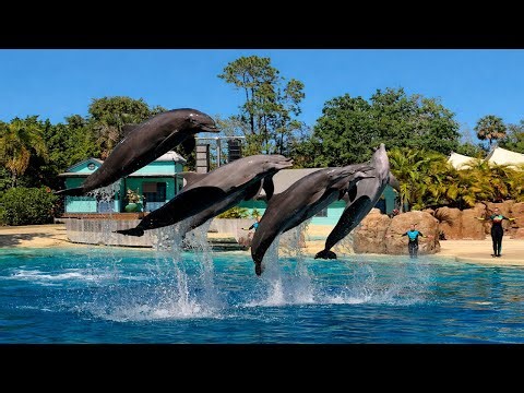 Dolphin Adventures Show at SeaWorld Orlando | Full Show 2026