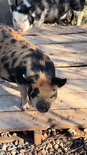 How to Load Pigs into a Truck: A Helpful Guide