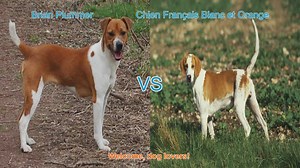 Dog Breed Showdown: Brian Plummer Terrier vs. Chien Français Blanc et Orange