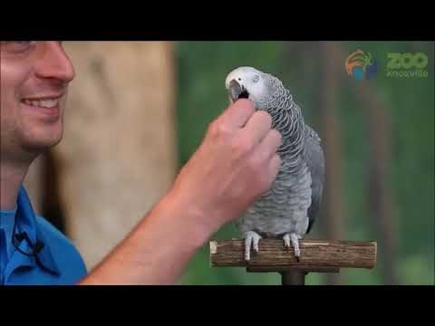 Le perroquet le plus intelligent du monde Smartest Parrot