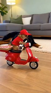 874K views · 20K reactions | “When the delivery guy meets a roadblock named BIG DOG ” #PizzaDog #ComedyReels #ChihuahuaEnergy | Chichi Charlie | Facebook