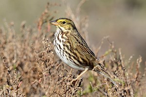 Belding's Savannah Sparrow: An Endangered Species in a Threatened Environment