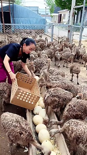 Profitable Ostrich Farming Insights for Beginners