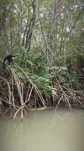 25K views · 776 reactions | Pavones, Costa Rica 年列 today through the eyes of @peter.roesler  #rawsurf #pavones #costarica #surfing #surfvideo #mondaysurfing #turkeytown #firing #pointbreak #centralamericasurfing | Raw Surf | Facebook