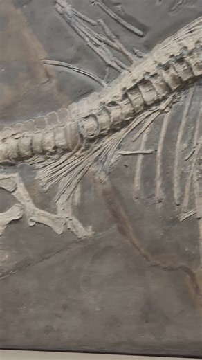 This beautiful, 180 million year old ichthyosaur is a female. We know this because she is pregnant. One of her unborn embryos, which is exceptionally preserved and fully-formed, is present between her ribs. Fossils are simply extraordinary. This one is at the Naturkundemuseum Stuttgart. | Dr Dean Lomax - Palaeontologist