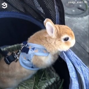 2.1M views · 38K reactions | Filling your Easter with cuteness : mieeeeeel, peterpom211, theadventuresofbugsy, usagi_eve , maribowstagram | IG & 糰長的華麗冒險-冰抖哥 | 9GAG | Facebook