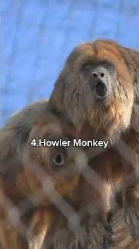 These animal sounds will confuse your brain.🙀“Not edited.Not fake. Just animal sounds.”#animalworld