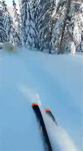 NO WAY😂 Watch this polar bear fail hilariously #funny #bear #viral