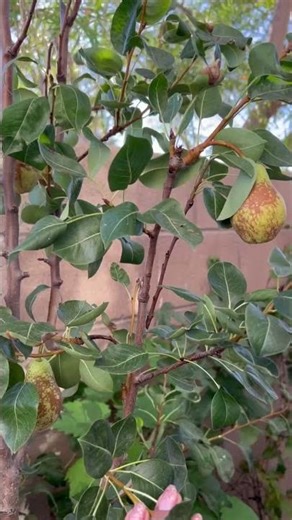 Container Pear 🍐 tree #shorts