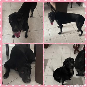 Caso Externo Soy Kira 瑩perrita rescatada(mestiza) Estoy esterilizada Vacunada Como pepitas Aviso para hacer mis necesidades Soy súper sociable y amorosa Me llevo bien con más 瑩 Soy muy educadita Soy mediana a grande Requisitos Casa propia, con espacio Amor perruno Recursos para tenerla bien Todos en casa deben estar de acuerdo en adoptarla Tiempo para sacarla de paseo Más información al 0992883355 | Adopción Animal Guayaquil - AG | Facebook